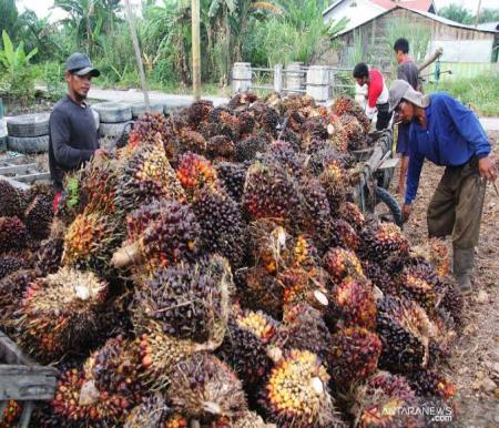 Ilustrasi harga sawit alami fluktuasi hari ini (foto/int)